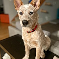 adopt a pet