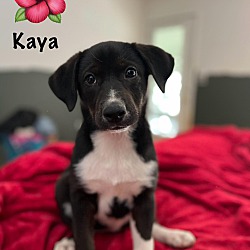 Photo of Kaya