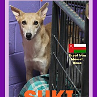 adopt a pet