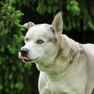 Adopt A Pet :: Appt. Pending - Boba - Versailles, KY
