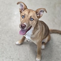adopt a pet