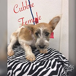 Thumbnail photo of Cubbie #2
