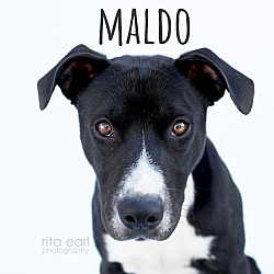 Photo of Maldo