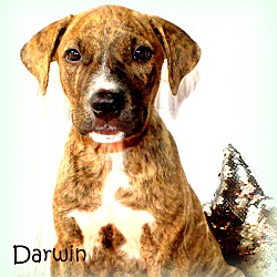 Thumbnail photo of Darwin ~ meet me! #1