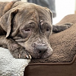 Photo of Smokey