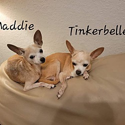 Thumbnail photo of Tinkerbelle #1