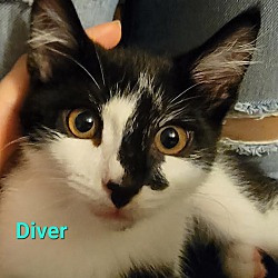 Thumbnail photo of Diver #1