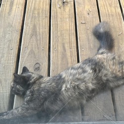 Photo of BELLA