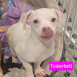 Photo of Tinkerbell