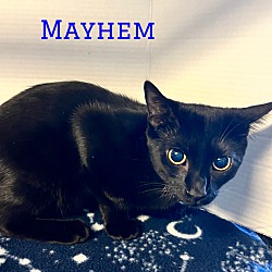 Thumbnail photo of Mayhem #3