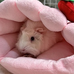 Photo of Princess Piggy
