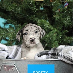 Thumbnail photo of Frosty #2