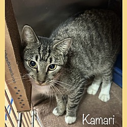 Thumbnail photo of KAMARI #2