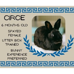 Thumbnail photo of Circe #1