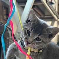 adopt a pet