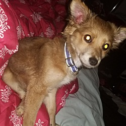 Photo of Lost puppy