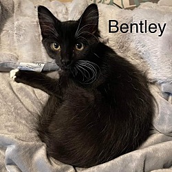 Photo of Bentley