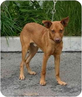 chihuahua vizsla mix