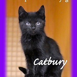 Thumbnail photo of Catbury and Moonlight #1