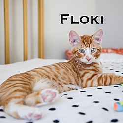 Photo of Floki