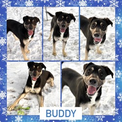 Thumbnail photo of Buddy CFS# 230049317 #2