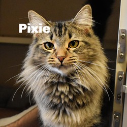 Thumbnail photo of Pixie 240087 #2