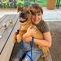 adopt a pet
