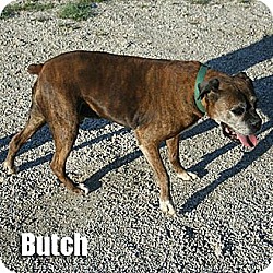 Thumbnail photo of Butch #3