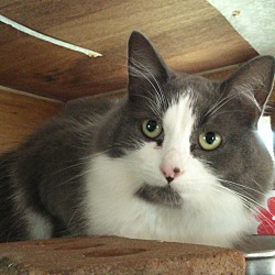 Cat A Match Rescue In Chapman Mills Ottawa Ontario
