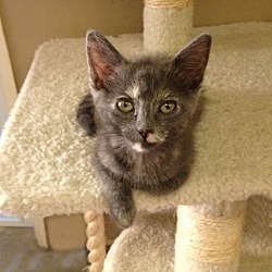 Thumbnail photo of Lap kitty Savannah #3