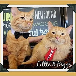 Thumbnail photo of BFFs Biggs & Little #1