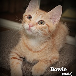 Thumbnail photo of Bowie #4