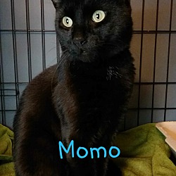 Thumbnail photo of Momo #2