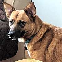Shiba Inu Puppies For Sale In Minnesota Adoptapetcom
