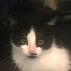 Purebreds Plus Cat Rescue In Davis California