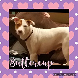 Thumbnail photo of Buttercup #2