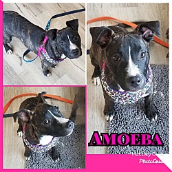 Thumbnail photo of Amoeba #1