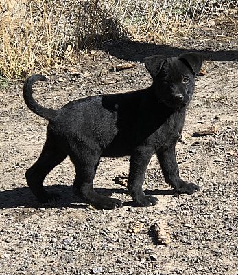 Trini pets sales for sale