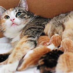 Thumbnail photo of Cats and Kittens #3