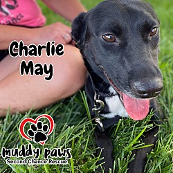 Thumbnail photo of Charlie May #4