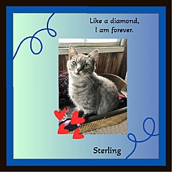 Thumbnail photo of Sterling - Lovey #1