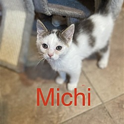 Thumbnail photo of Michi #3