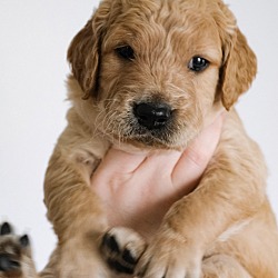 Thumbnail photo of *Coquis Puppies - Rufus #1