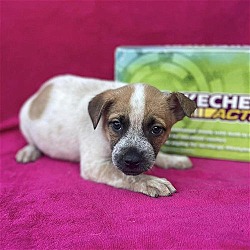 Thumbnail photo of Skechers Pup - Girly Groove #2