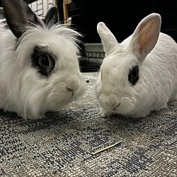 bonded pet photo