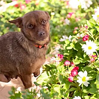 adopt a pet