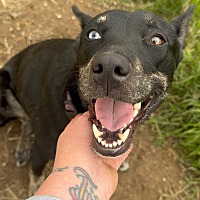 adopt a pet