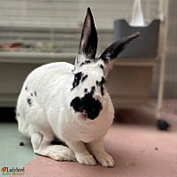 adopt-pet