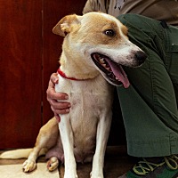adopt a pet