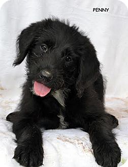 old english sheepdog lab mix puppies